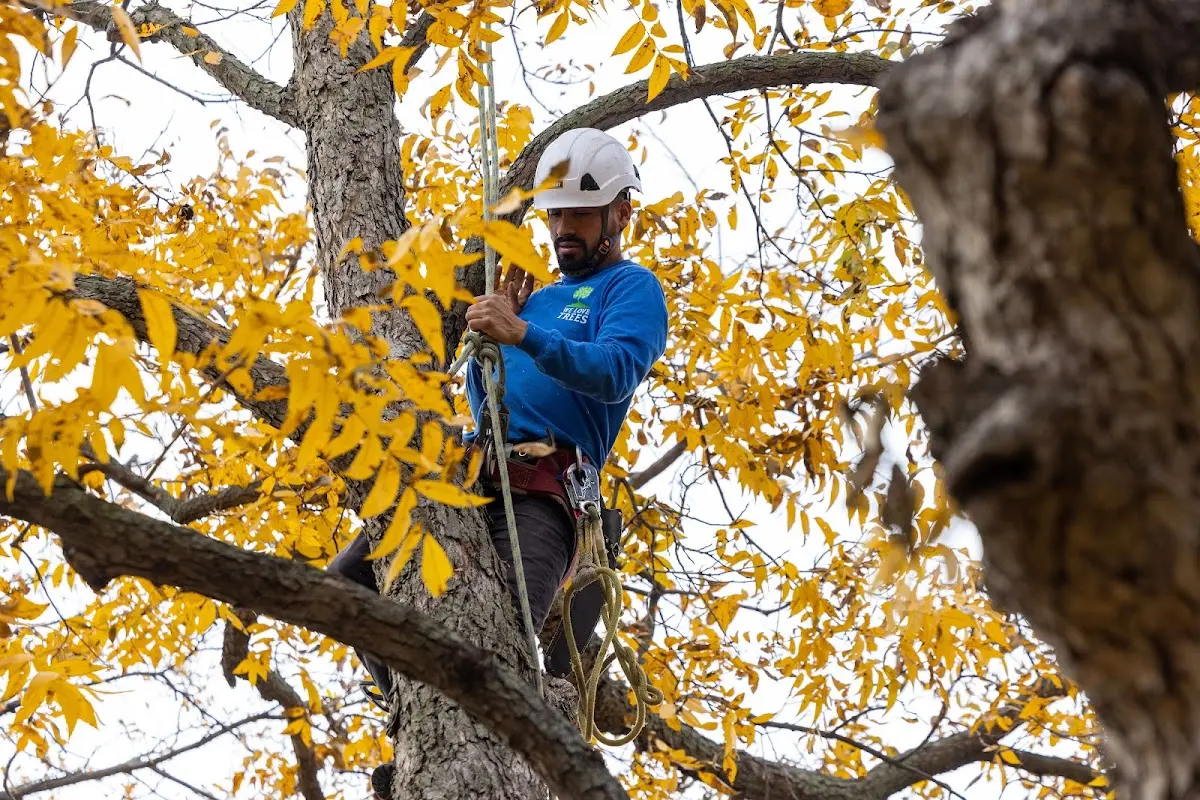 Skilled Tree Pruning crew working in University Park