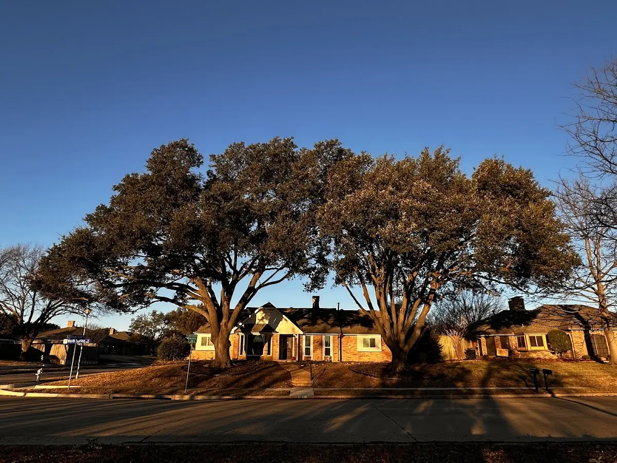 Established residential canopy tree shading a home in University Park